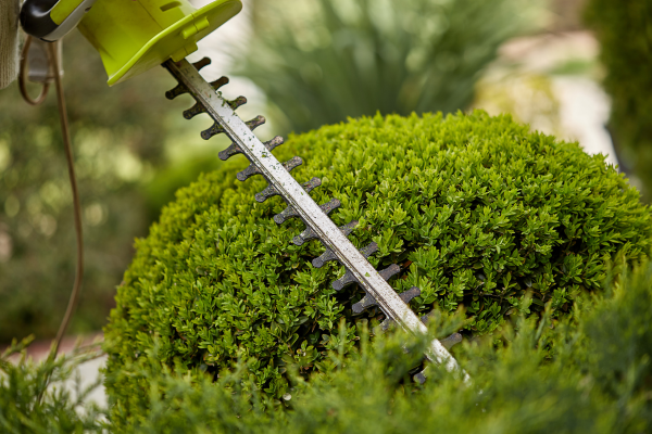 Hedge trimmer cutting a hedge